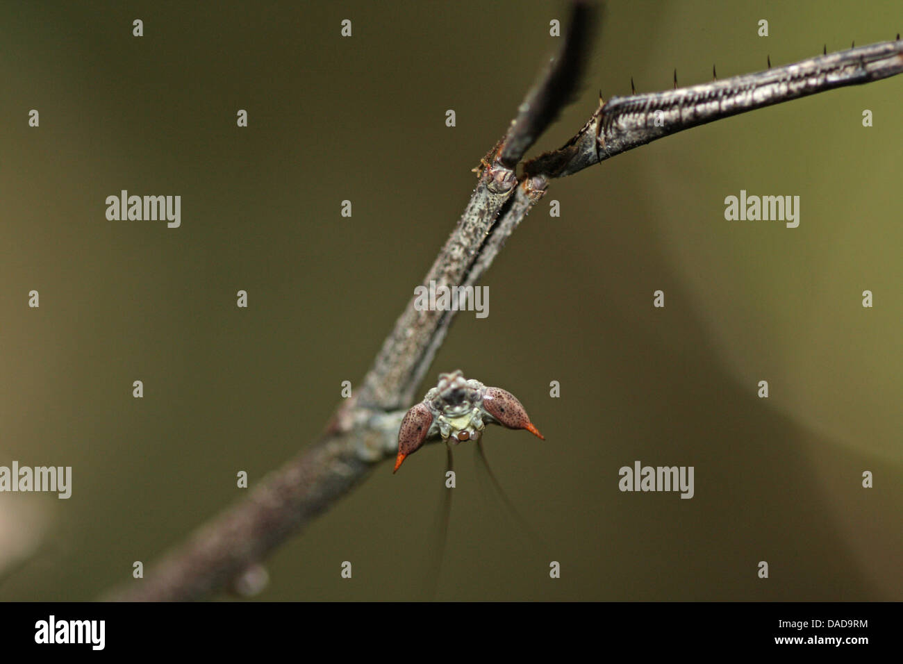 tropischen Mantis, Porträt auf den Kopf nach unten, Malaysia, Sabah, Danum Valley Stockfoto