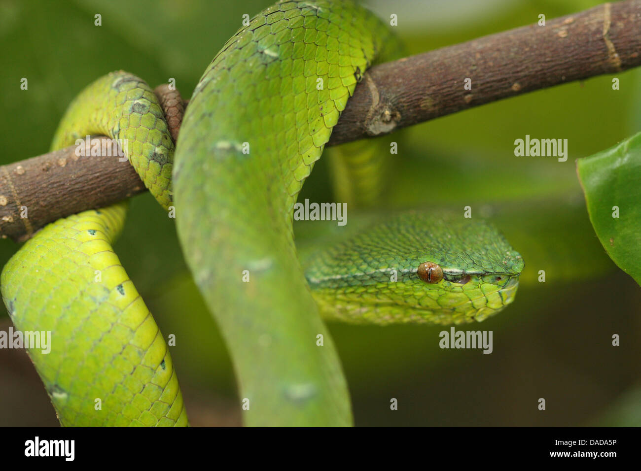 Wagler Grubenotter Wagler Palm Viper (Trimeresurus Wagleri, Tropidolaemus Wagleri), auf einem Zweig, Malaysia, Sarawak, Bako Nationalpark Stockfoto