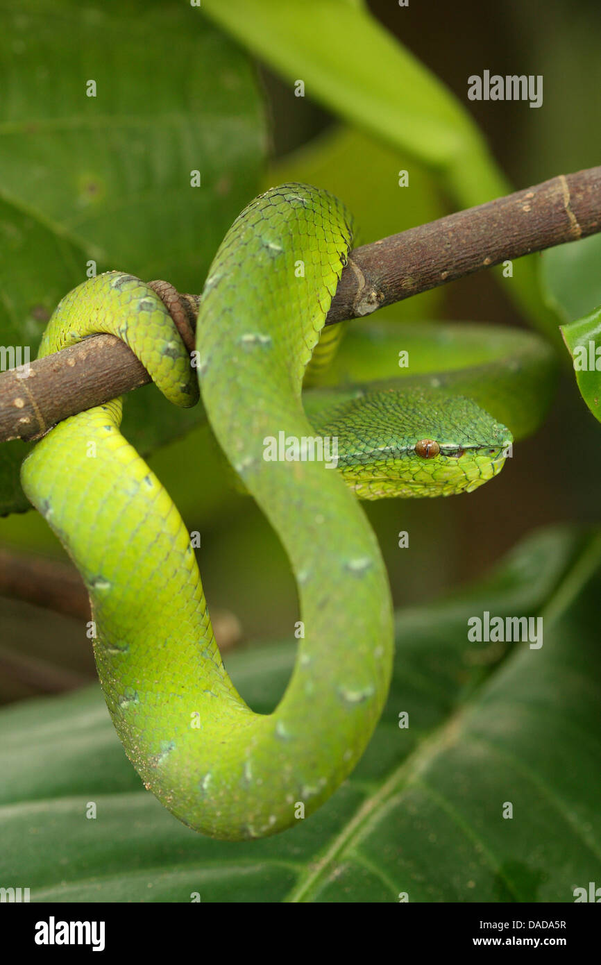 Wagler Grubenotter Wagler Palm Viper (Trimeresurus Wagleri, Tropidolaemus Wagleri), auf einem Zweig, Malaysia, Sarawak, Bako Nationalpark Stockfoto
