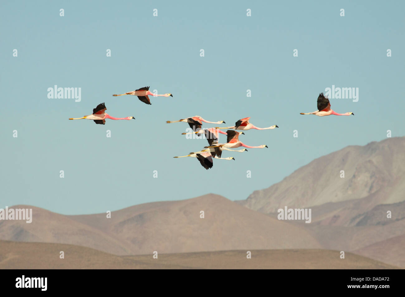 Anden Flamingo (Phoenicoparrus Andinus), Gruppe fliegen, Chile, Norte Grande, Lauca Nationalpark Stockfoto