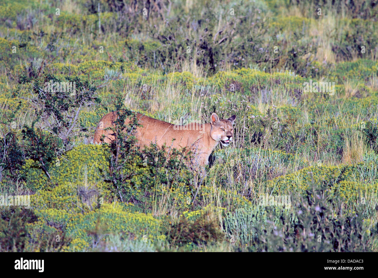 Puma, Puma, Cougar (Puma Concolor, Profelis Concolor, Felis Concolor), auf der Suche um, Chile, Ultima Esperanza, Torres del Paine National Park Stockfoto