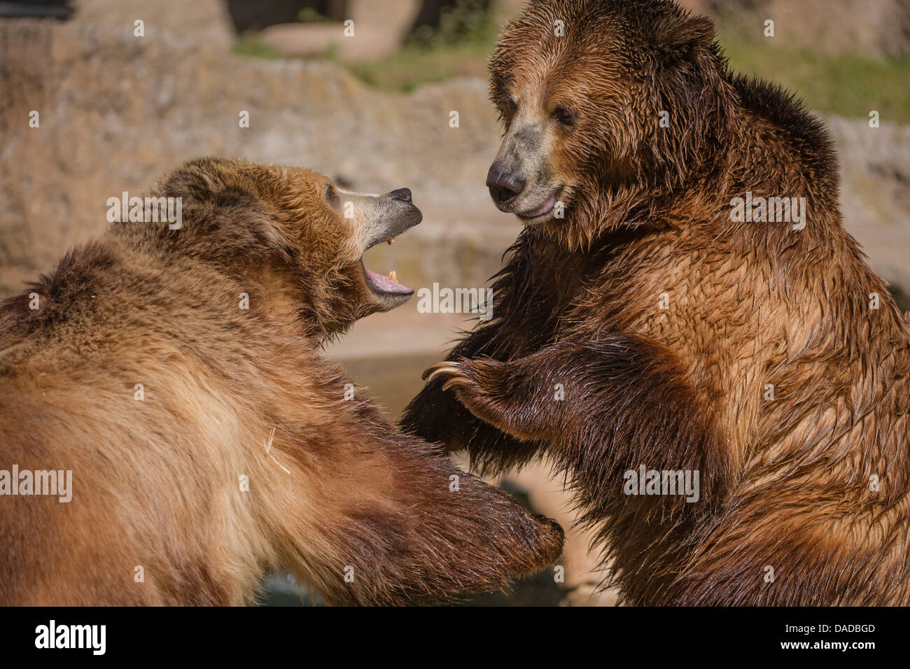 Zwei Grizzly Bären playfighting Stockfoto