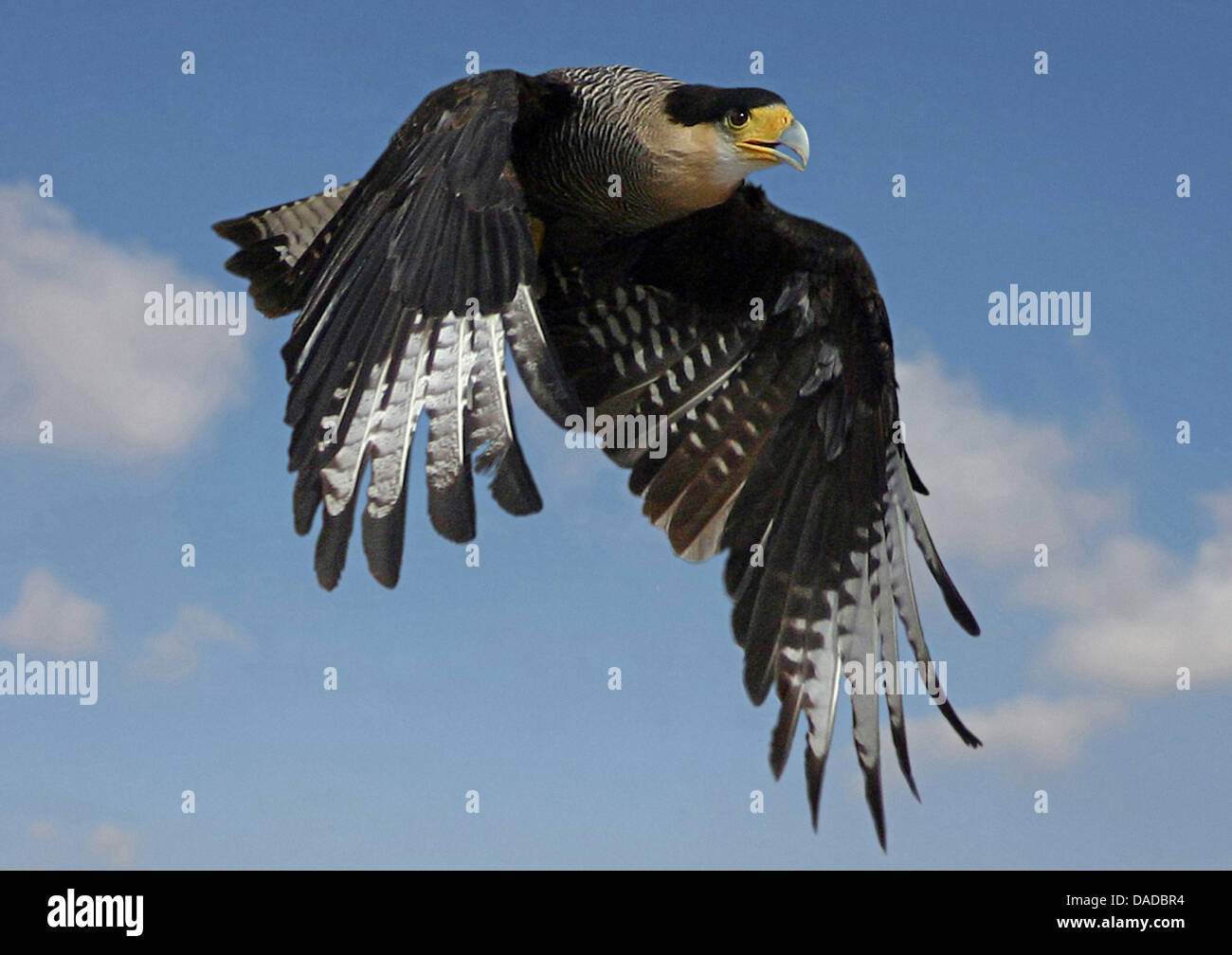 gemeinsamen Karakara (Caracara Plancus), fliegen, USA, Florida Stockfoto