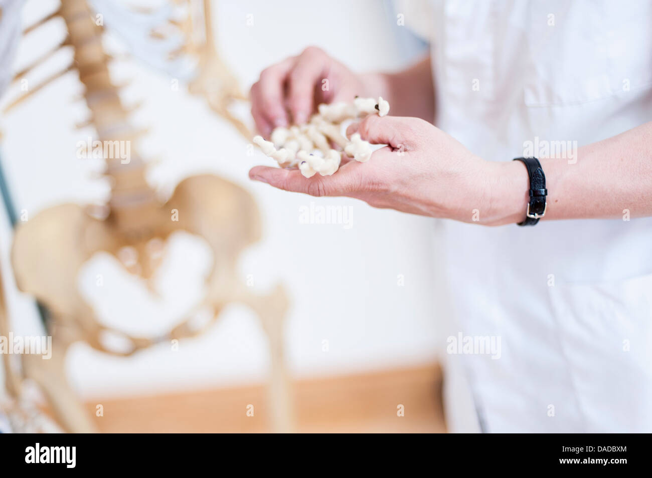 Abgeschnitten von Frauenhand anatomisches Modell Mittelhandknochen festhalten Stockfoto