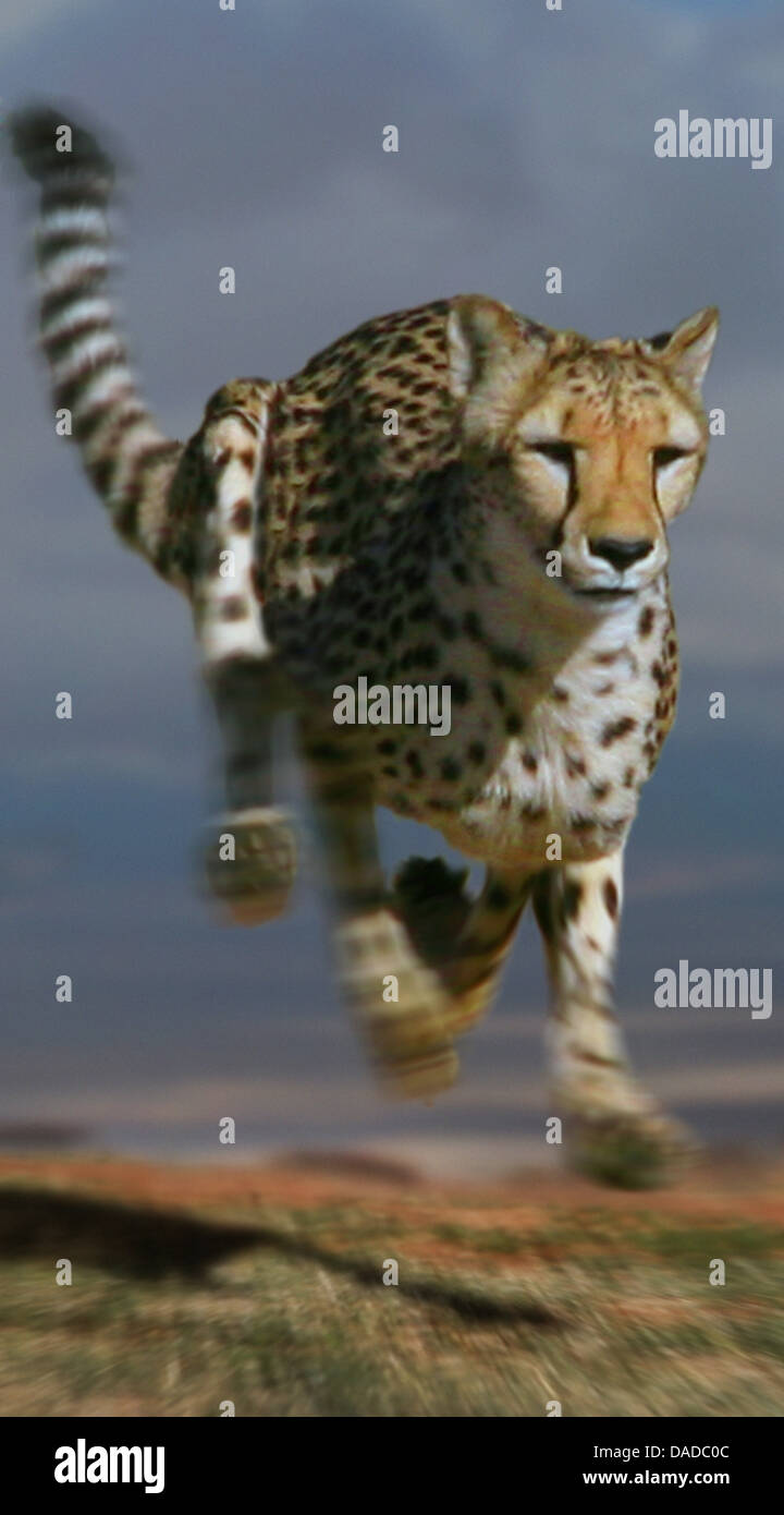 Gepard (Acinonyx Jubatus), laufen, Südafrika Stockfoto
