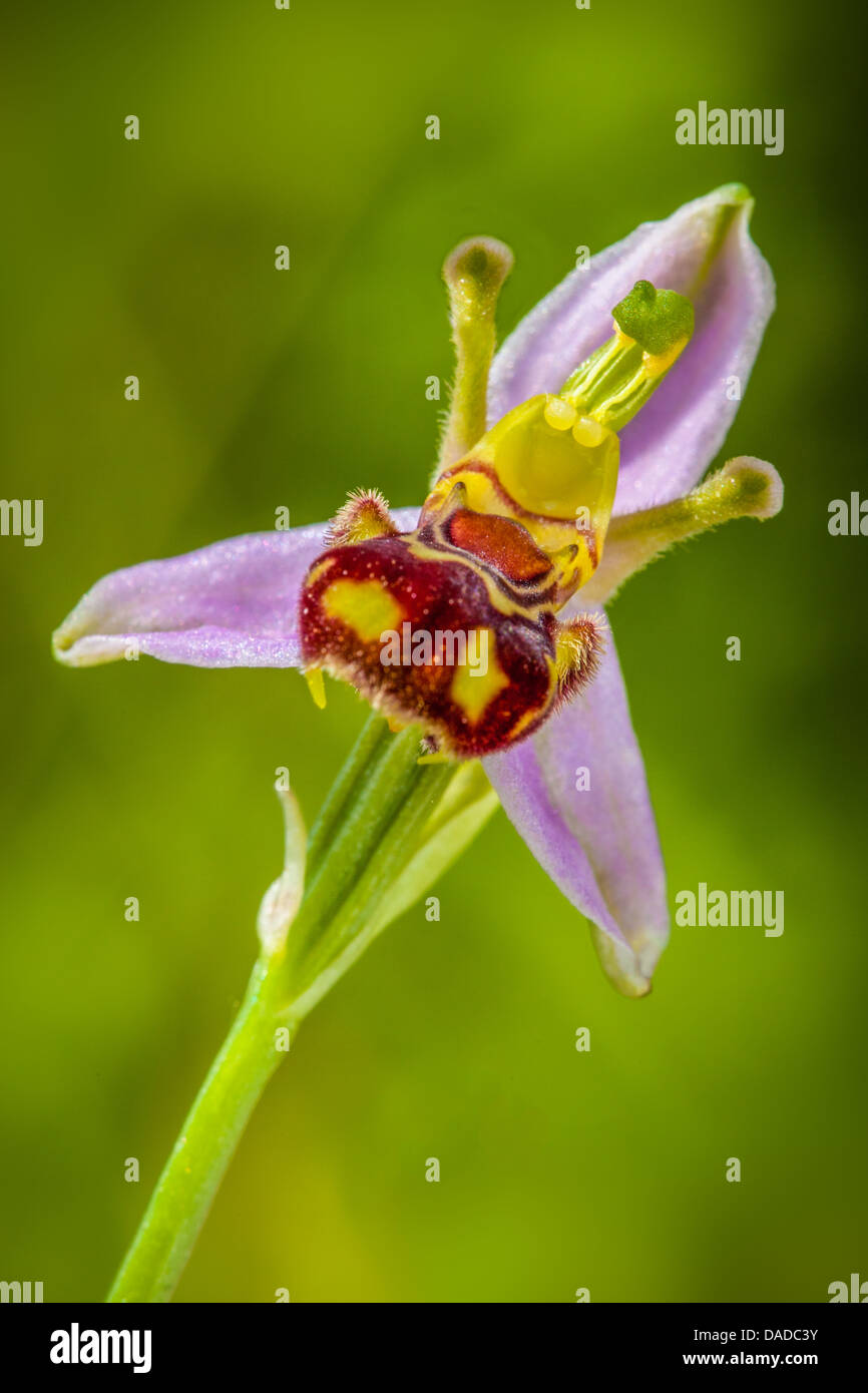Die seltene BienenOrchidee (Ophrys apifera) mit ihrem einzigartigen bienenähnlichen Aussehen blüht in freier Wildbahn. Eine atemberaubende einheimische Wildblume, die Bestäuber anzieht. Stockfoto