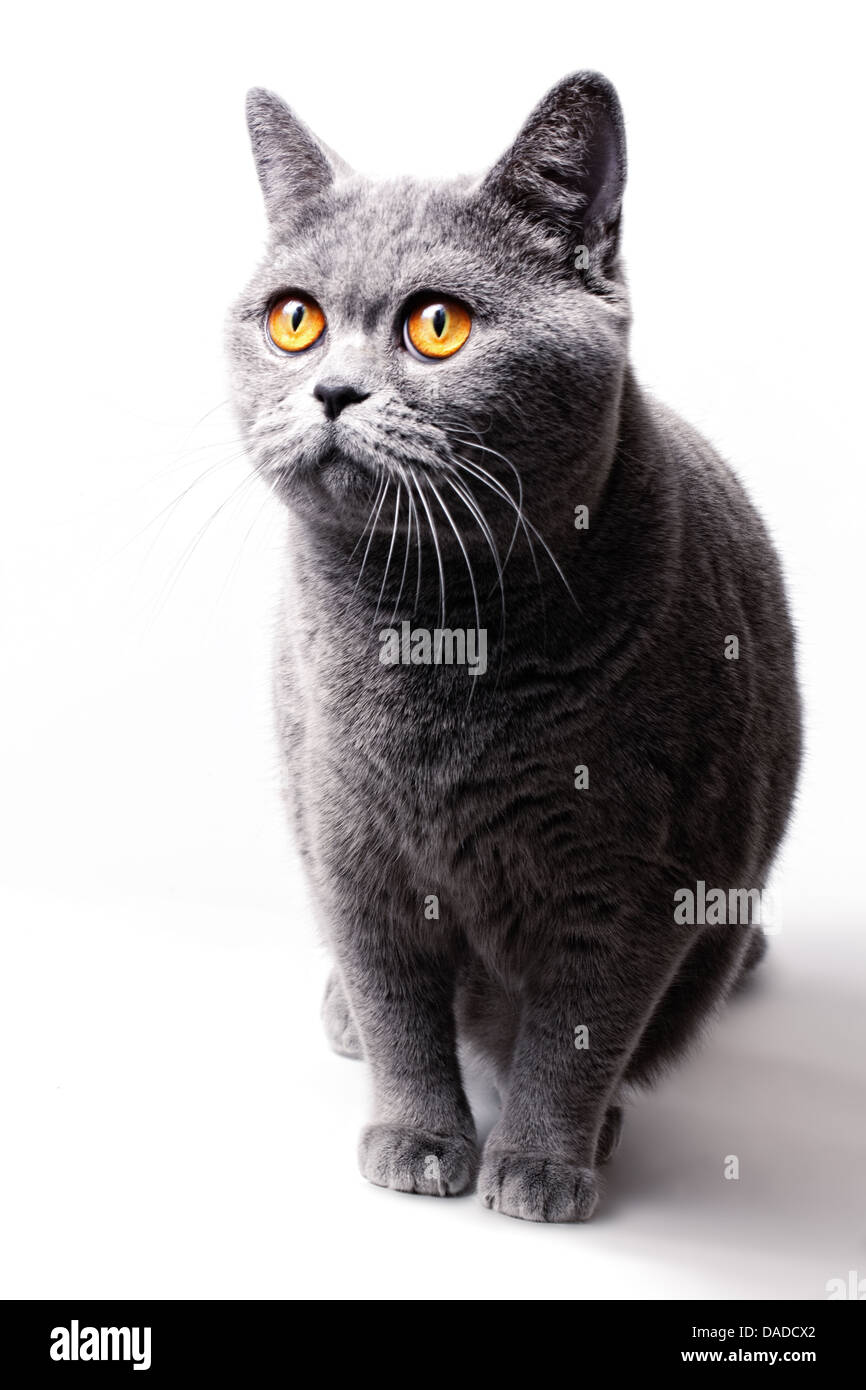 Beautifu Funnyl Hause grau britische Katze mit gelben Augen Stockfoto