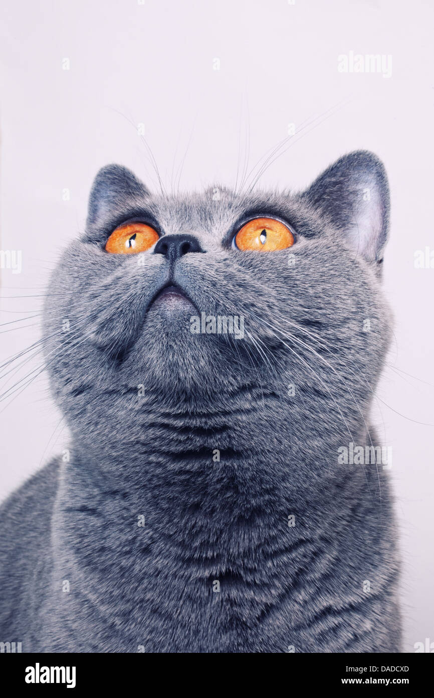 graue britische Kurzhaarkatze mit leuchtend gelben Augen Stockfoto