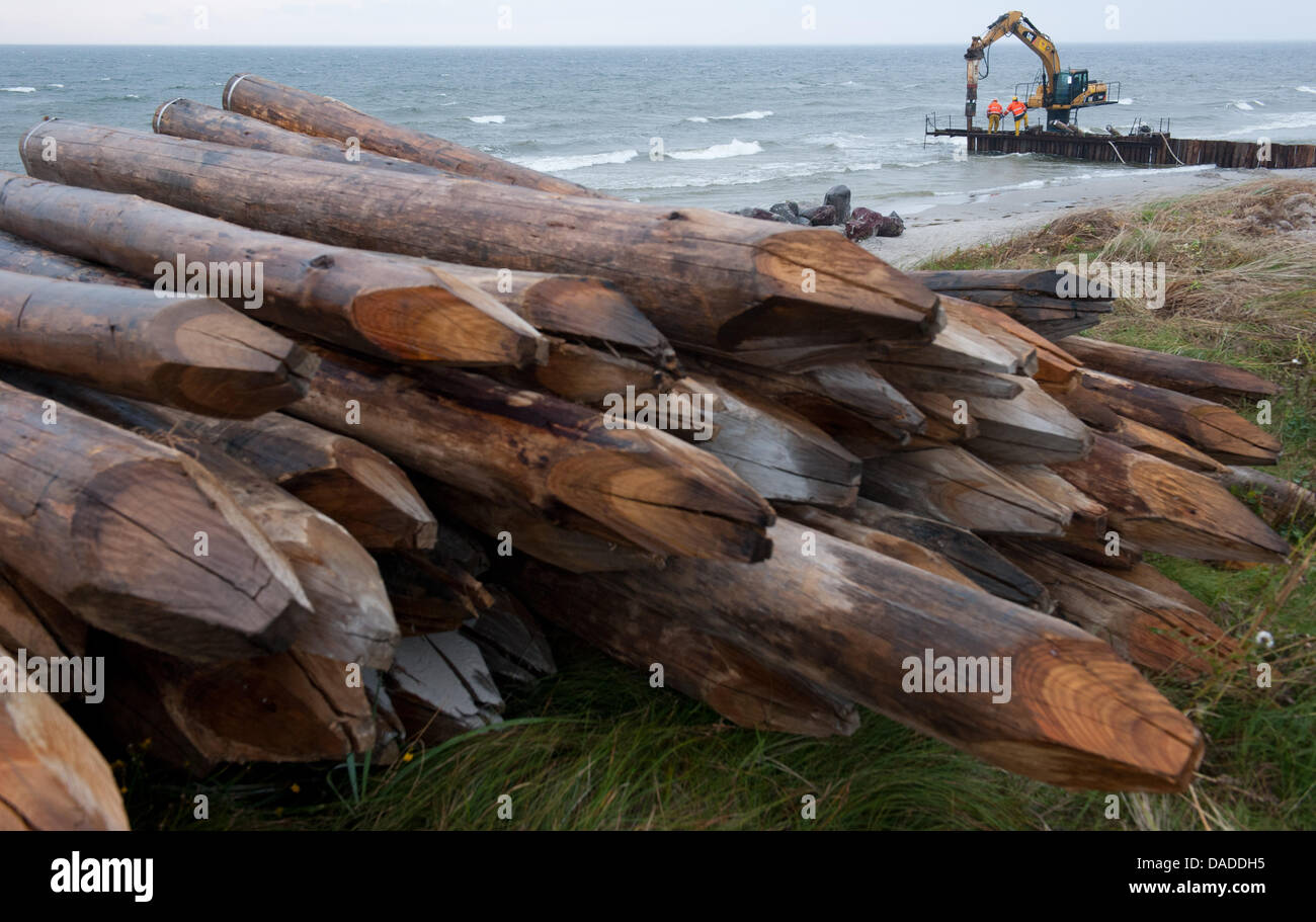 Groyns der tropischen Baum-Stämme, die vom Forest Stewardship Council (FSC) zertifiziert wurden gemacht werden an einem Strand in Neuendorf auf der Insel Hiddensee an der Ostsee, Deutschland, 18. Oktober 2011 errichtet. Mehr als 8000 Eukalyptus-Stämme aus Südafrika dienen für den Küstenschutz, die 2,9 Millionen Euro kostet. Foto: Stefan Sauer Stockfoto