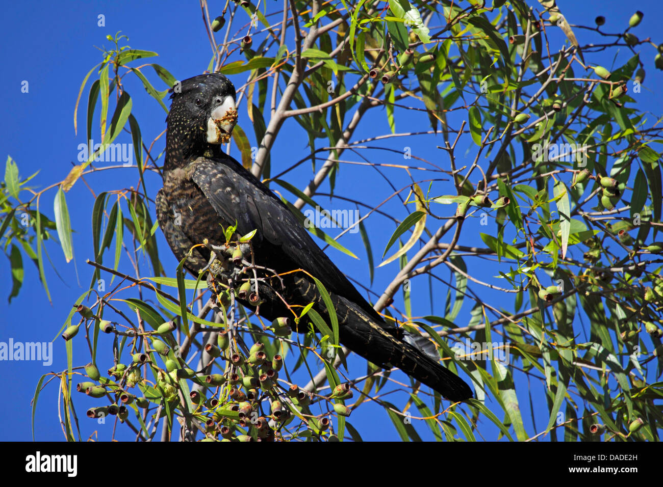 Red-tailed Black-Cockatoo (Calyptorhynchus Banksii), sitzt auf einem Eukalyptus ernähren sich von Früchten, Australien, Northern Territory, Pine Creek Stockfoto
