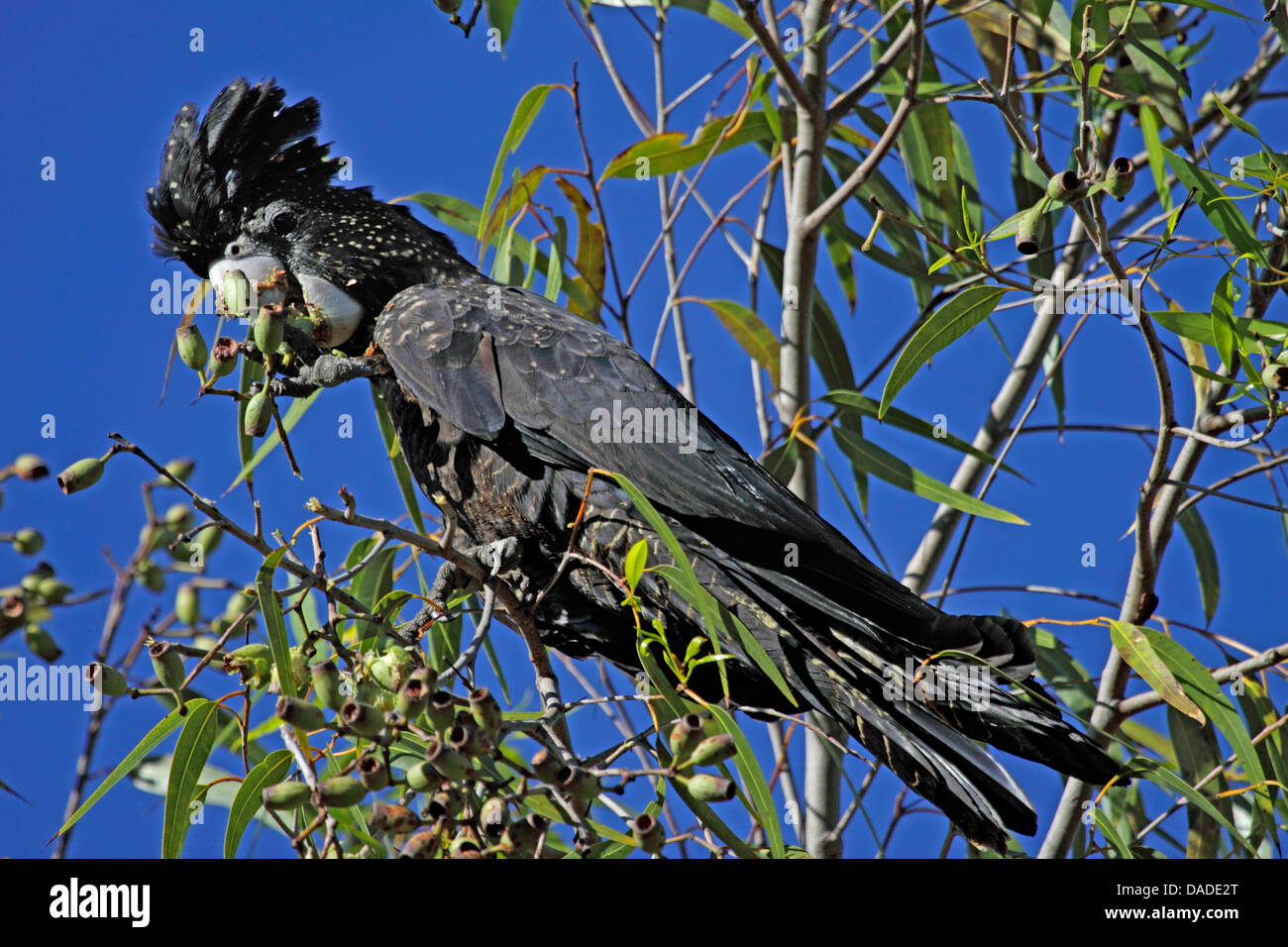 Red-tailed Black-Cockatoo (Calyptorhynchus Banksii), sitzt auf einem Eukalyptus ernähren sich von Früchten, Australien, Northern Territory, Pine Creek Stockfoto