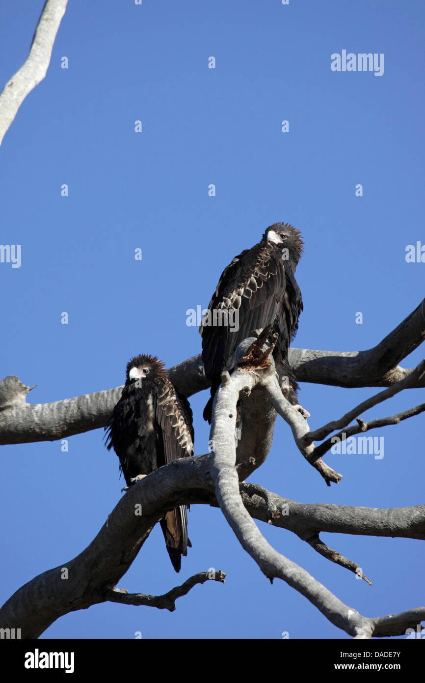 Wedge-tailed Eagle (Aquila Audax), paar, sitzen auf einem Baum, Australia, Western Australia, Canning Stock Route Stockfoto