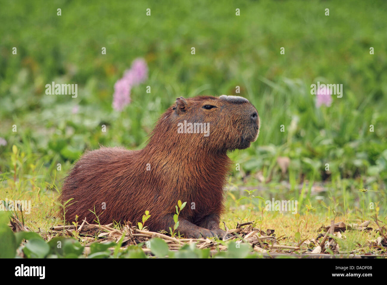 Capybara, Carpincho (Hydrochaeris Hydrochaeris, Hydrochoeris Hydrochaeris), Männlich liegt im Rasen, Mato Grosso, Brasilien, Rio Cuiabá, Pantanal Stockfoto