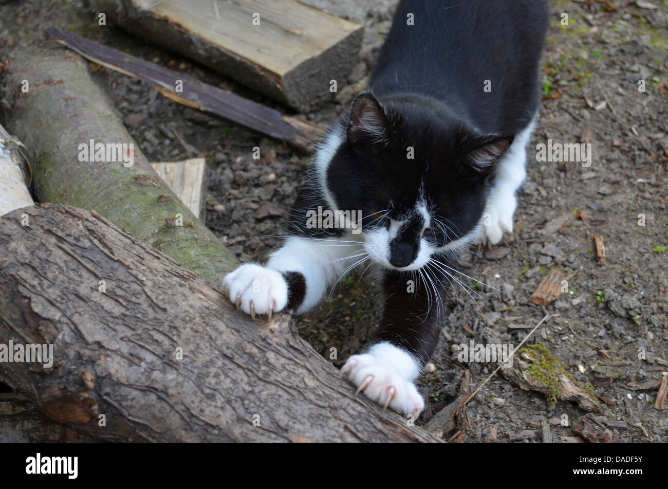 Katze auf Holz Krallen schärfen Stockfoto