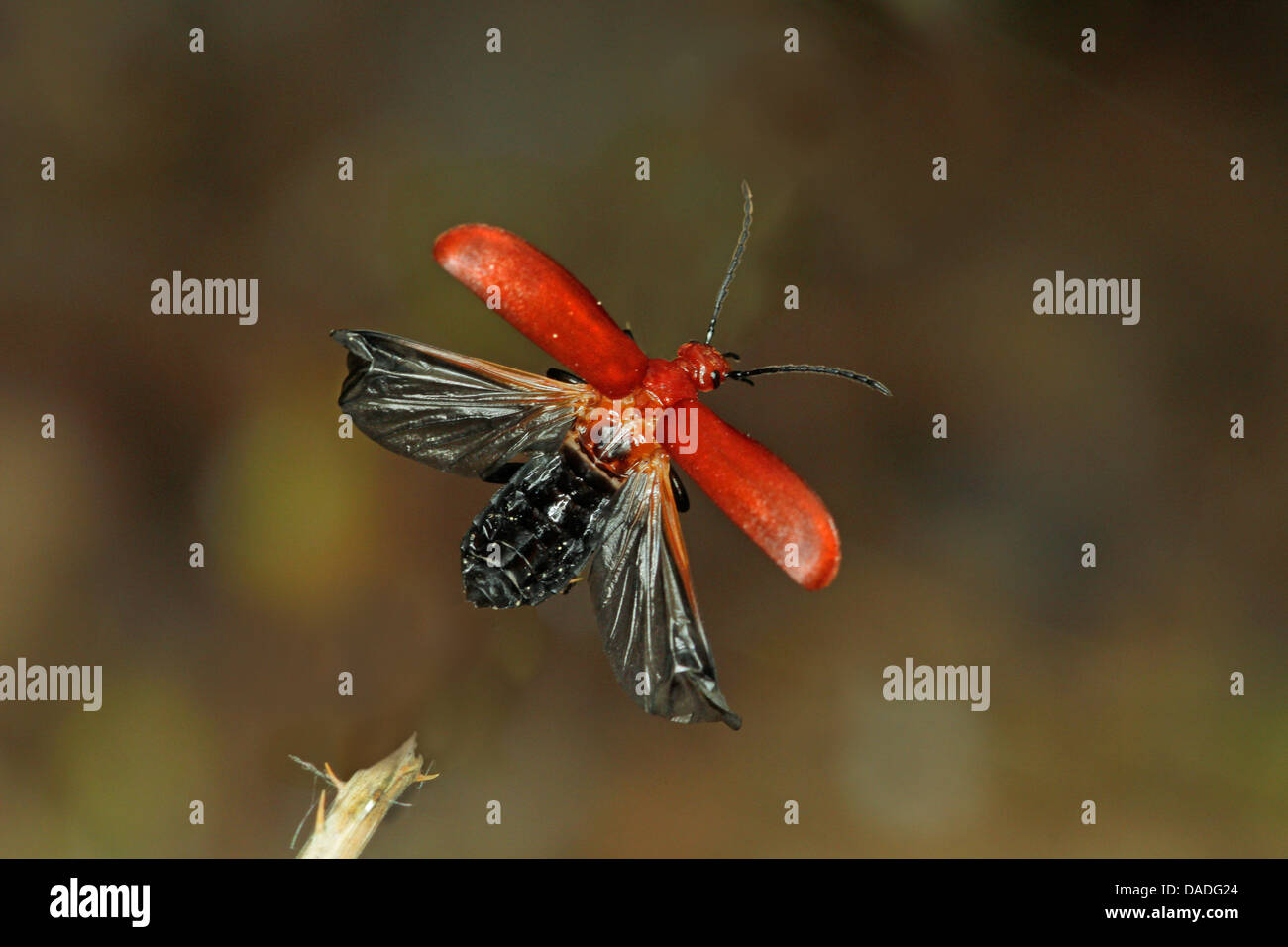 Scarlet Fire Beetle, Kardinal Käfer (Pyrochroa Coccinea), fliegen, Deutschland Stockfoto