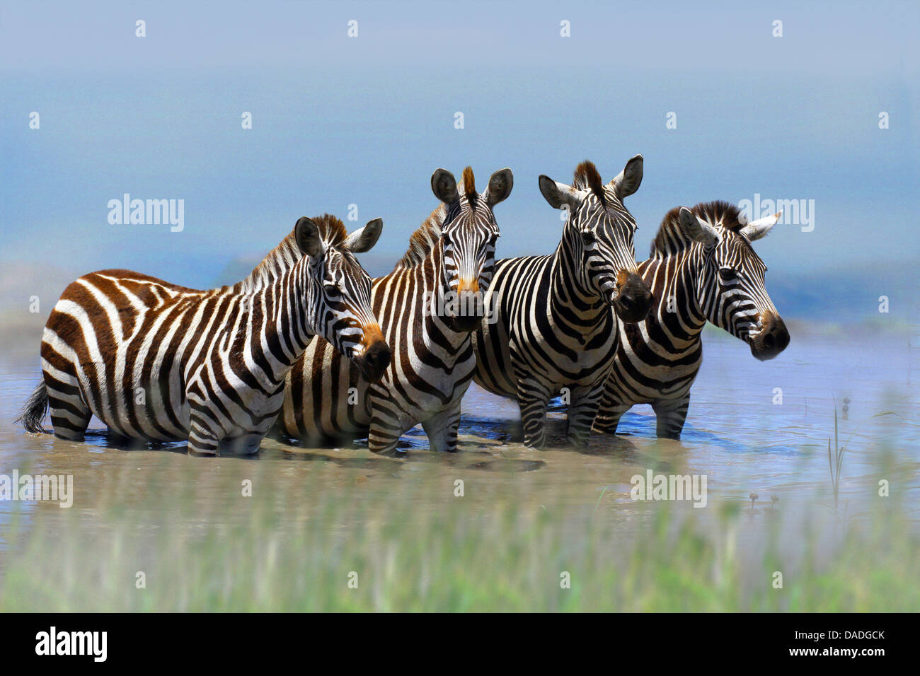 Böhm Zebra, Grant-Zebra (Equus Quagga Boehmi, Equus Quagga Granti), vier Zebras stehen im Wasser, Kenia-Amboseli-Nationalpark Stockfoto