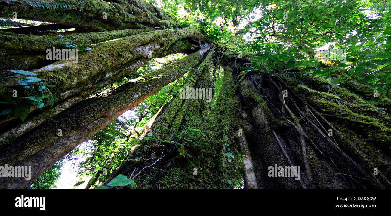 Urwald, Blick nach oben, Costa Rica, Monte Verde Stockfoto