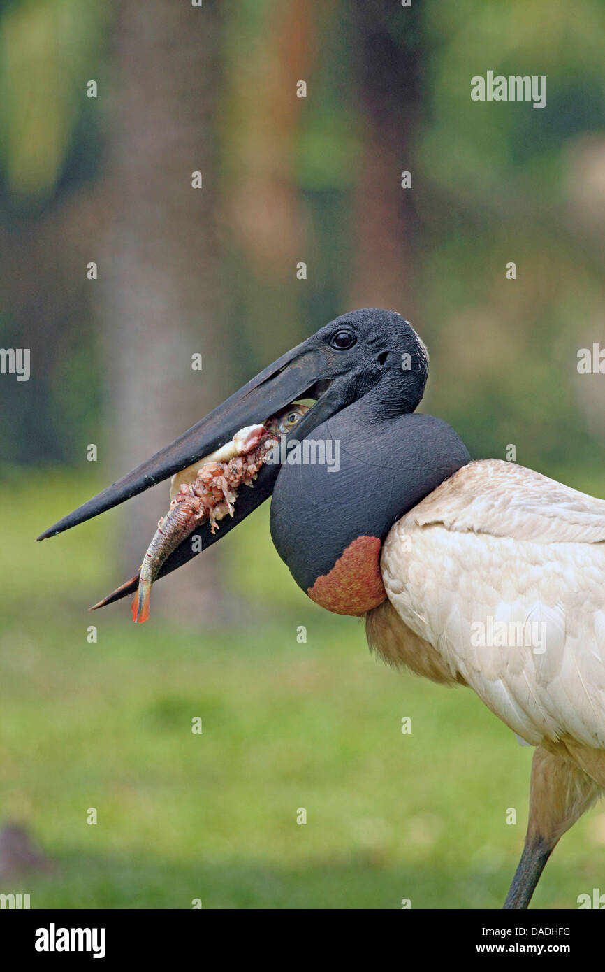 Jabiru (Nahrung Mycteria), mit Fisch im Schnabel, Mato Grosso, Brasilien, Rio Cuiabá, Pantanal Stockfoto