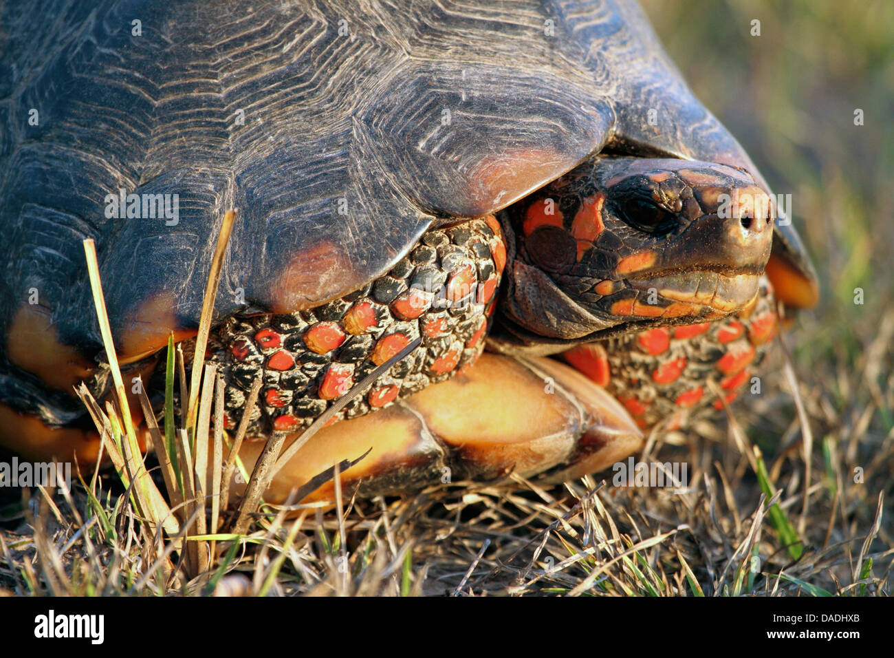 Red-footed Schildkröte, südamerikanische Red-footed Schildkröte, Kohle-Schildkröte (Geochelone Carbonaria, Testudo Carbonaria und Chelonoidis Carbonaria), halbe Porträt im Abendlicht, Mato Grosso, Brasilien, Pantanal Stockfoto