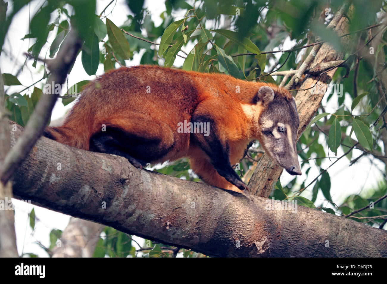 Coatimundi, gemeinsame Nasenbär brown-nosed Nasenbär (Nasua Nasua), sitzt auf einem Baum schaut, Mato Grosso, Brasilien, Pantanal Stockfoto