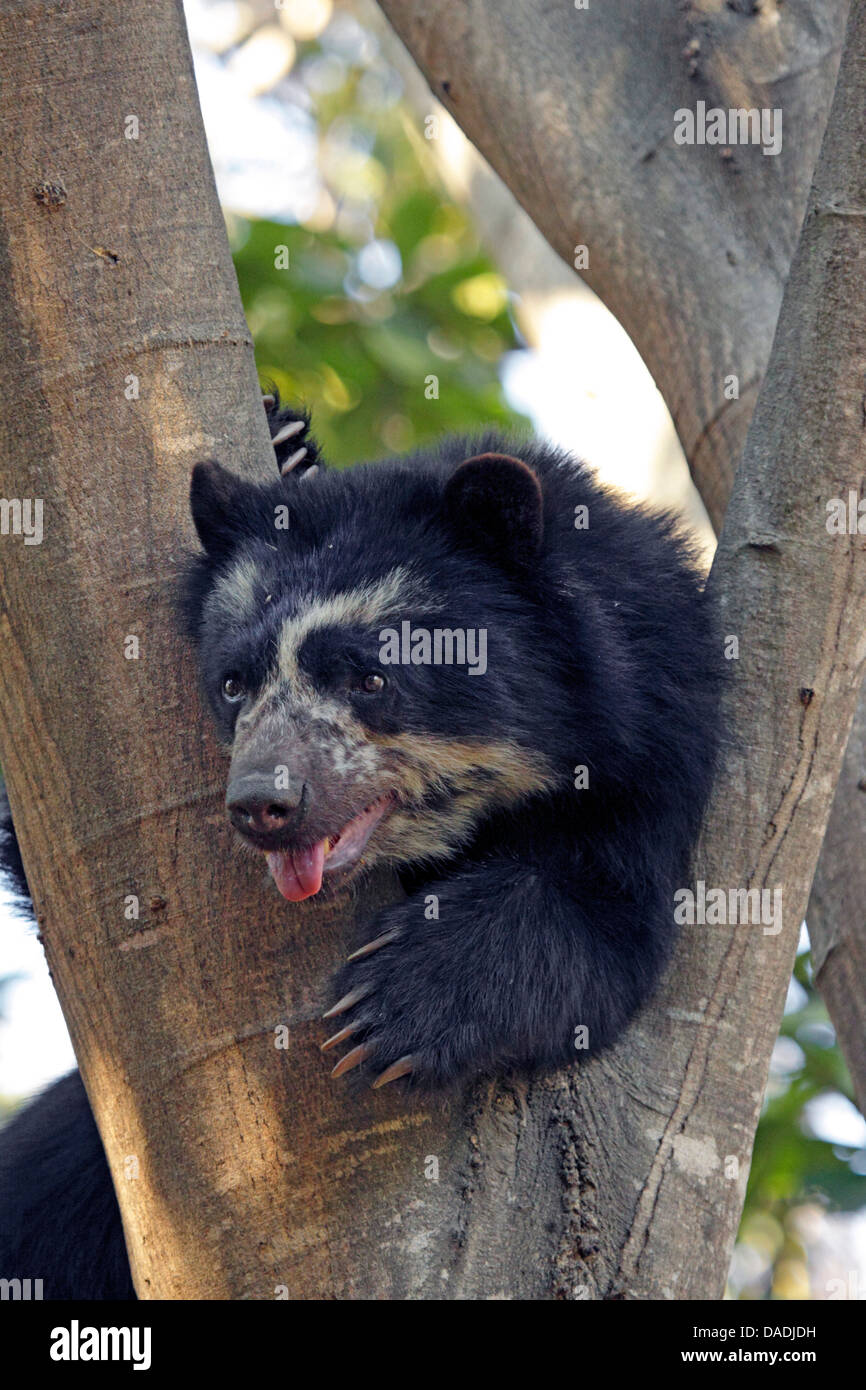 Brillenbär, Anden Bär (Tremarctos Ornatus), ruht auf einem Baum und zeigt Zunge, Peru, Lambayeque, Reserva Chaparri Stockfoto