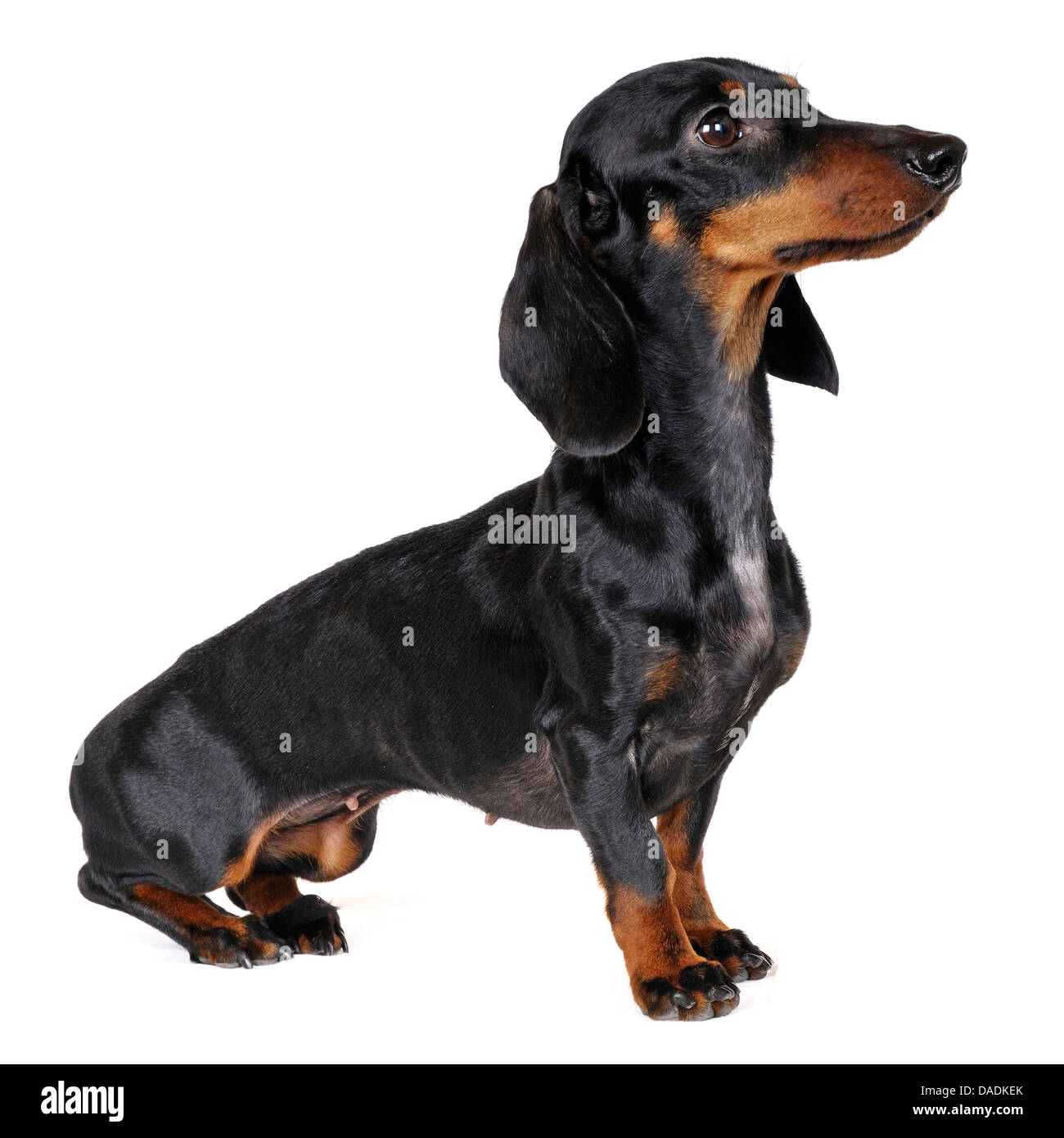 Kurzhaar-Dackel Kurzhaar-Dackel, Haushund (Canis Lupus F. Familiaris), sitzen, Porträt, Deutschland, Nordrhein-Westfalen Stockfoto