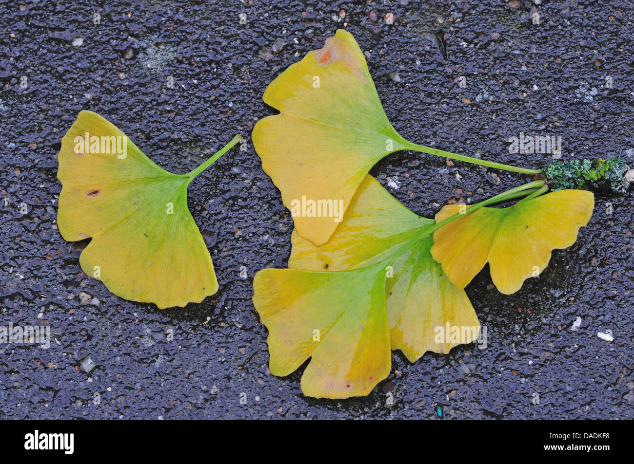 tausendBaum, GinkgoBaum, Ginkgo Baum, GinkoBaum (Ginkgo Biloba