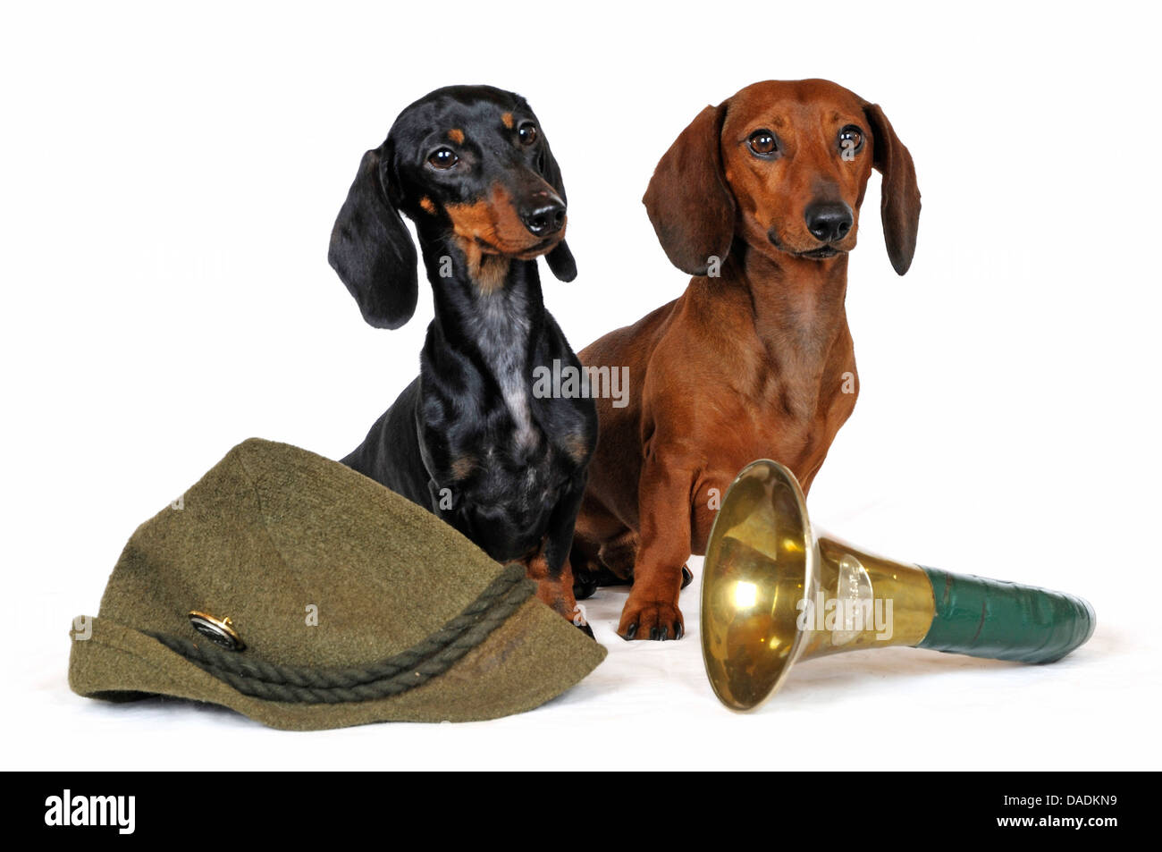 Kurzhaar-Dackel Kurzhaar-Dackel, Haushund (Canis Lupus F. Familiaris), zwei Kurzhaar-Dackel sitzen ein Jagdhorn und einen Jäger s Hut, Deutschland, Nordrhein Westfalen Stockfoto