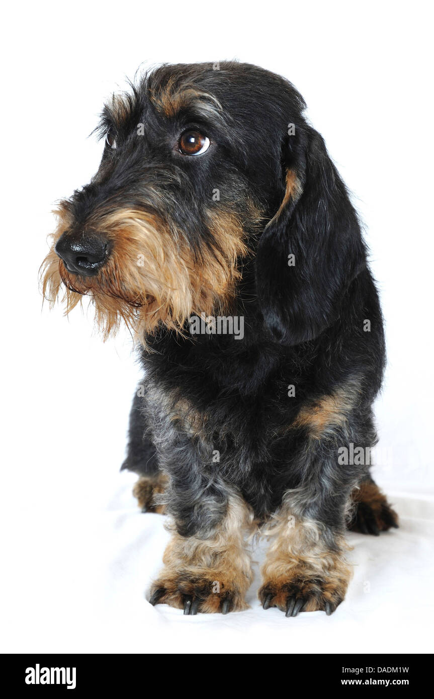 Rauhaar Dackel, Rauhhaar Dackel, Haushund (Canis Lupus F. Familiaris), Vorderansicht, Deutschland Stockfoto