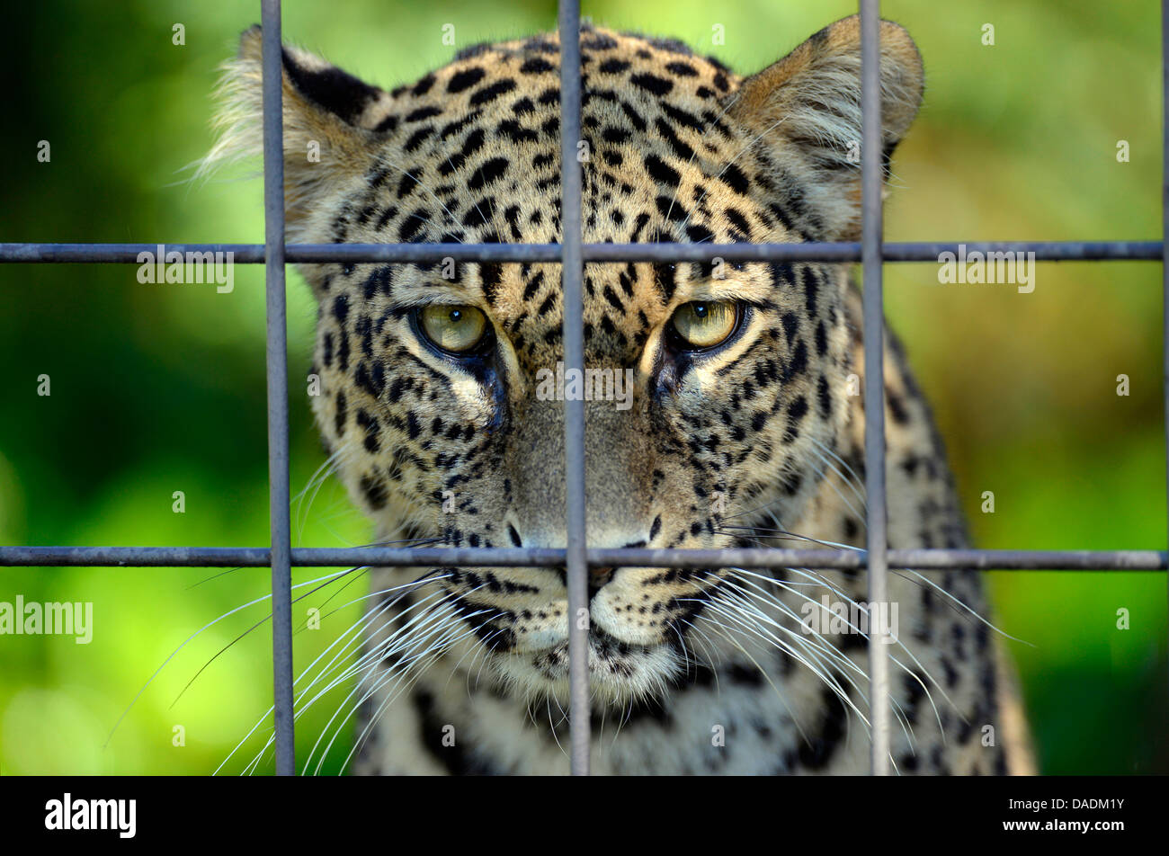 Persische Leopard, kaukasische Leopard (Panthera Pardus Saxicolor), gefangen hinter Stockfoto