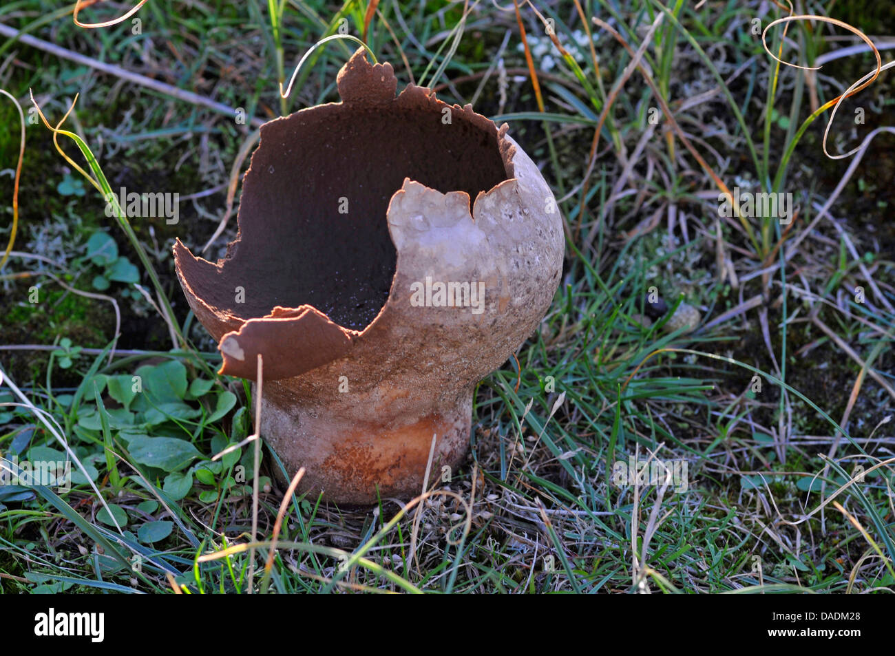 Mycenastrum Corium (Mycenastrum Corium), tauchte fruchttragenden Körper ein Puffball, Niederlande, Norden der Niederlande Stockfoto