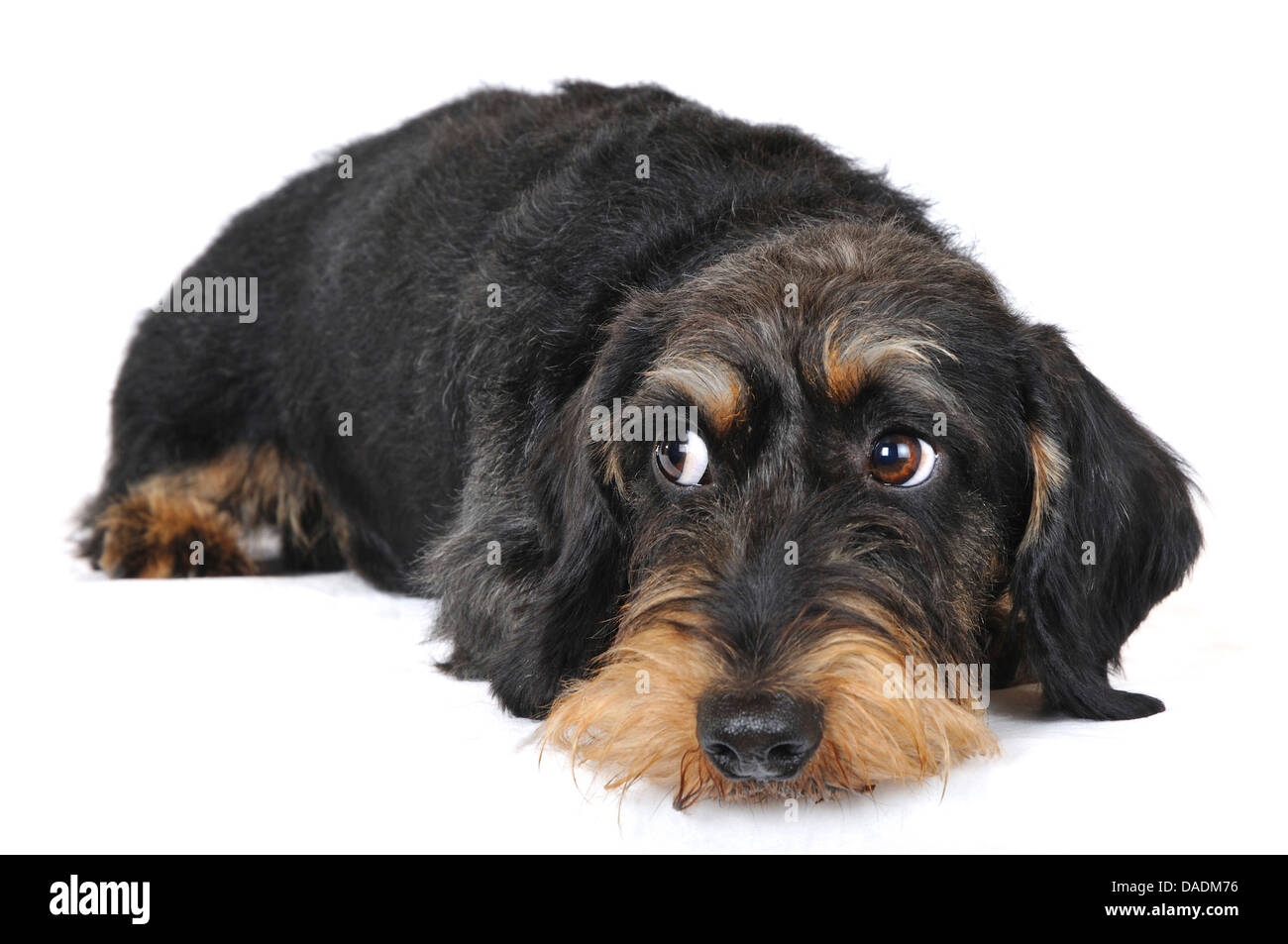 Rauhaar Dackel, Rauhhaar Dackel, Haushund (Canis Lupus F. Familiaris), Seitenblick, Deutschland, Nordrhein Westfalen Stockfoto