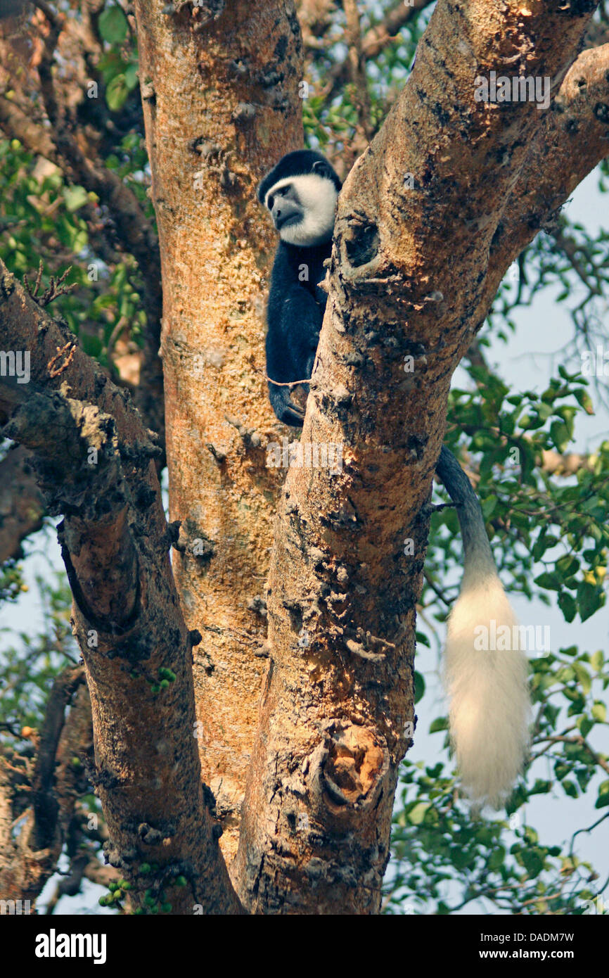Guereza, Colobus Guereza, östlichen schwarz-weißen Stummelaffen, Jaguaren Colobus, Jaguaren Guereza (Colobus Guereza, Colobus Abyssinicus), sitzt in einem Baum, Äthiopien Sidamo, See Awassa Stockfoto
