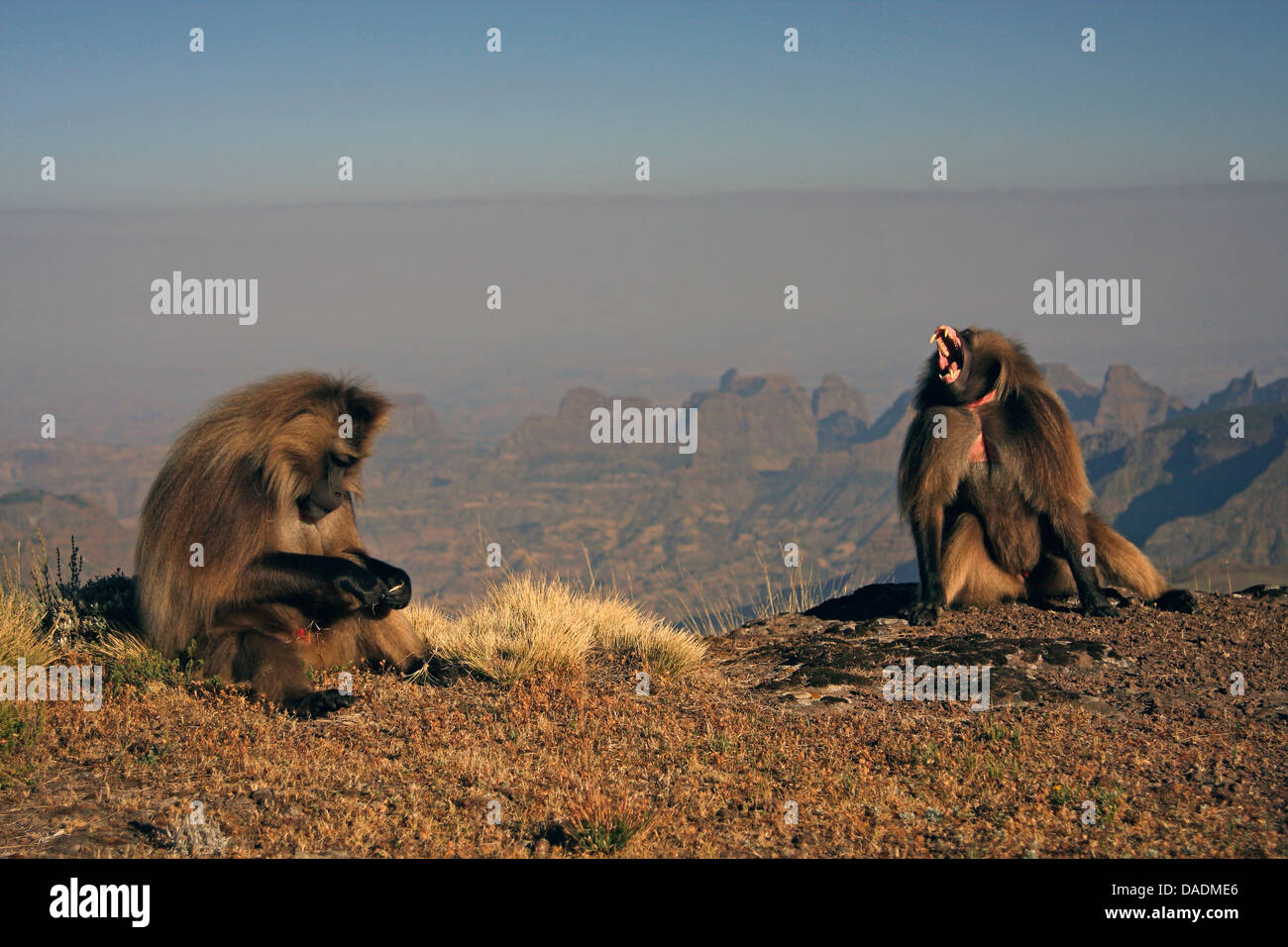 Gelada, Gelada Paviane (Theropithecus Gelada), eine Fütterung und eine gähnende männlich vor Bergkette, Äthiopien, Gondar, Simien Mountains Nationalpark Stockfoto