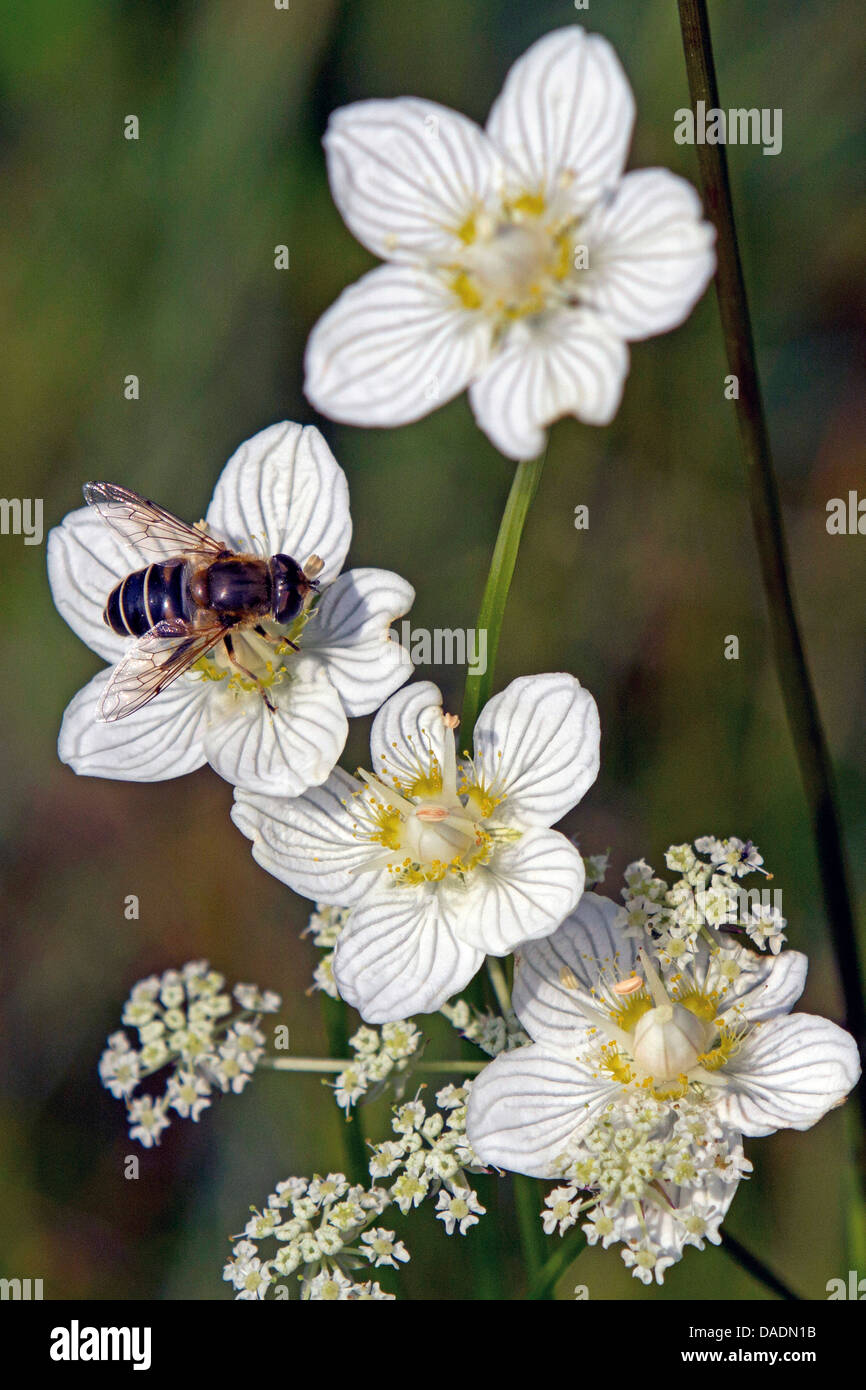 Marsh Grass von Parnassus (Parnassia Palustris), Blume mit hoverly, Deutschland, Bayern Stockfoto