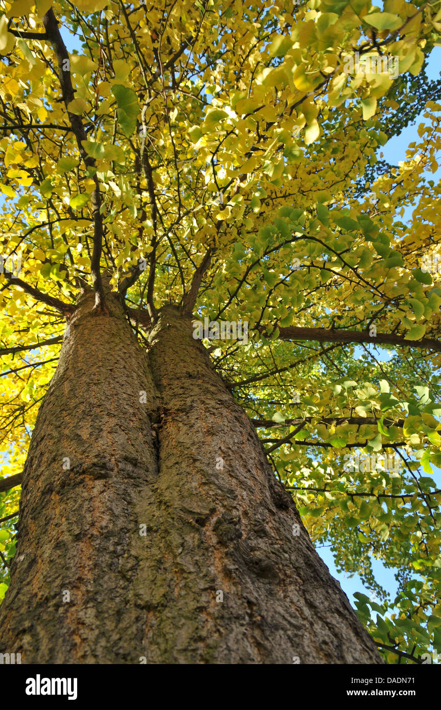 tausend-Baum, Ginkgo-Baum, Ginkgo Baum, Ginko (Ginkgo Biloba), im Herbst, Deutschland, Nordrhein Westfalen Stockfoto