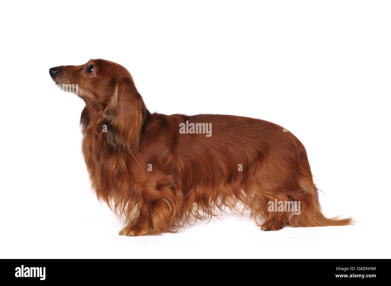 Langhaar Dackel Langhaar Dackel, Haushund (Canis Lupus F. Familiaris), Seitenansicht einer älteren Langhaar Dackel, Deutschland Stockfoto
