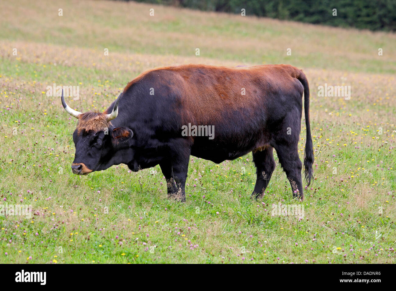 Auerochsen (Hausrind) (Bos Taurus, Bos Primigenius), stehen auf der Weide, Deutschland Stockfoto