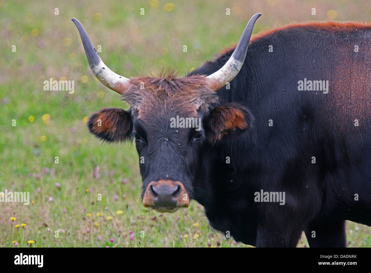Auerochsen (Hausrind) (Bos Taurus, Bos Primigenius), stehen auf der Weide, Deutschland Stockfoto