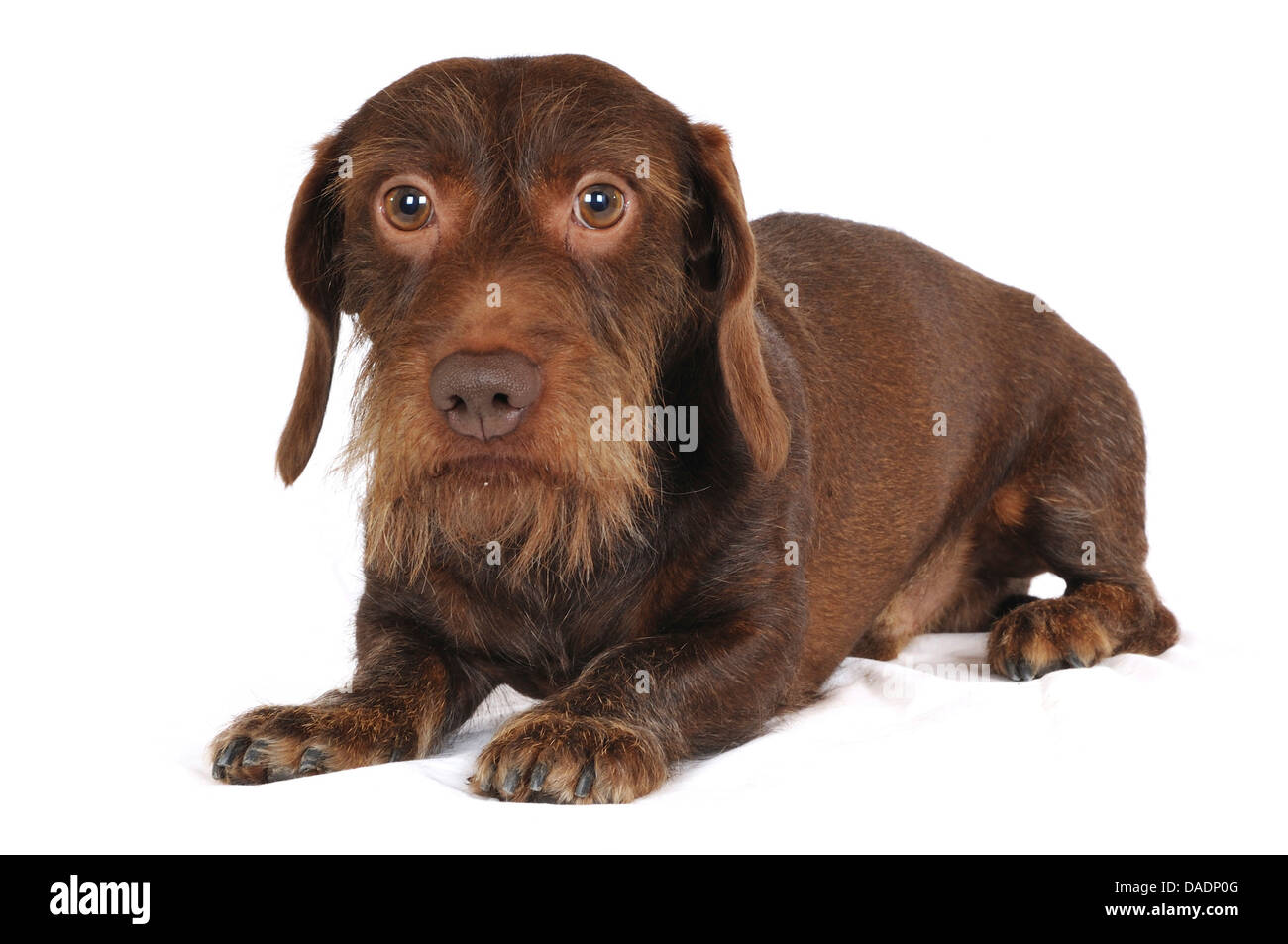 Rauhaar Dackel, Rauhhaar Dackel, Haushund (Canis Lupus F. Familiaris), liegend braun Rauhaar Dackel, Deutschland, Nordrhein Westfalen Stockfoto
