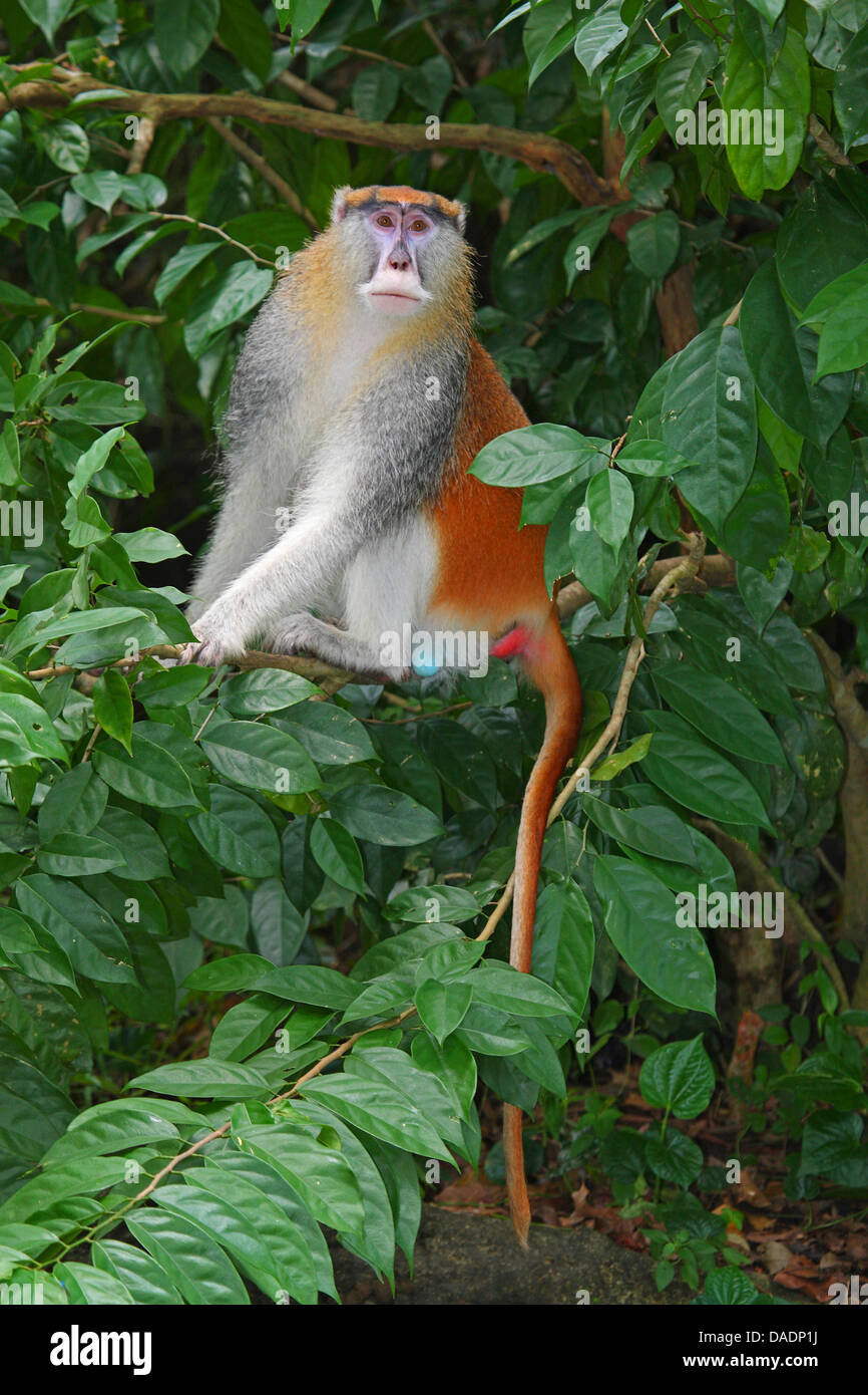 Östlichen Patas Affe, rote Guenon, red Monkey, Husaren Affe, Nisnas (Erythrocebus Patas Pyrrhonotus), sitzt auf einem Baum Stockfoto