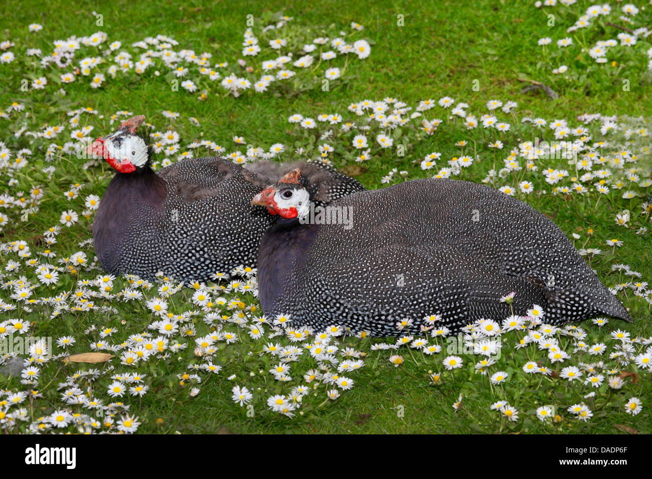 behelmte Perlhühner (Numida Meleagris), zwei behelmte Guineafowls zusammen in einer Wiese liegen Stockfoto