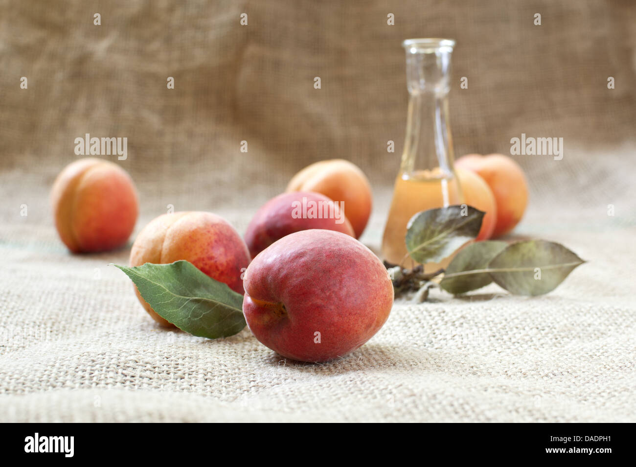Aprikosenschnaps mit frischen und leckeren Aprikosen Obst auf einer Tischdecke. Selektiven Fokus mit geringen Schärfentiefe. Stockfoto
