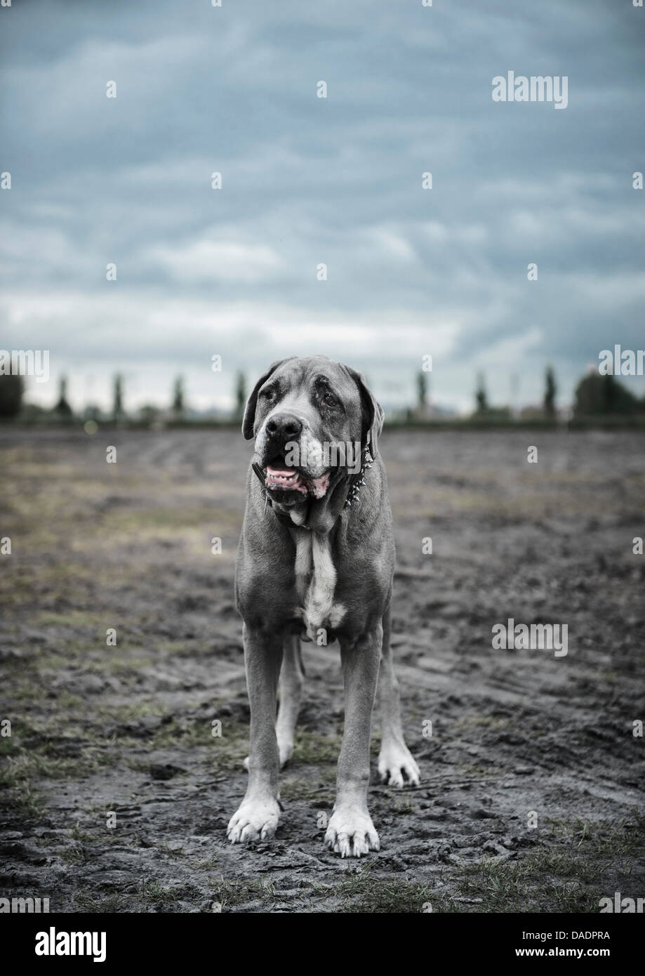 Porträt des großen grauen Hund stehend auf einer Brache Stockfoto