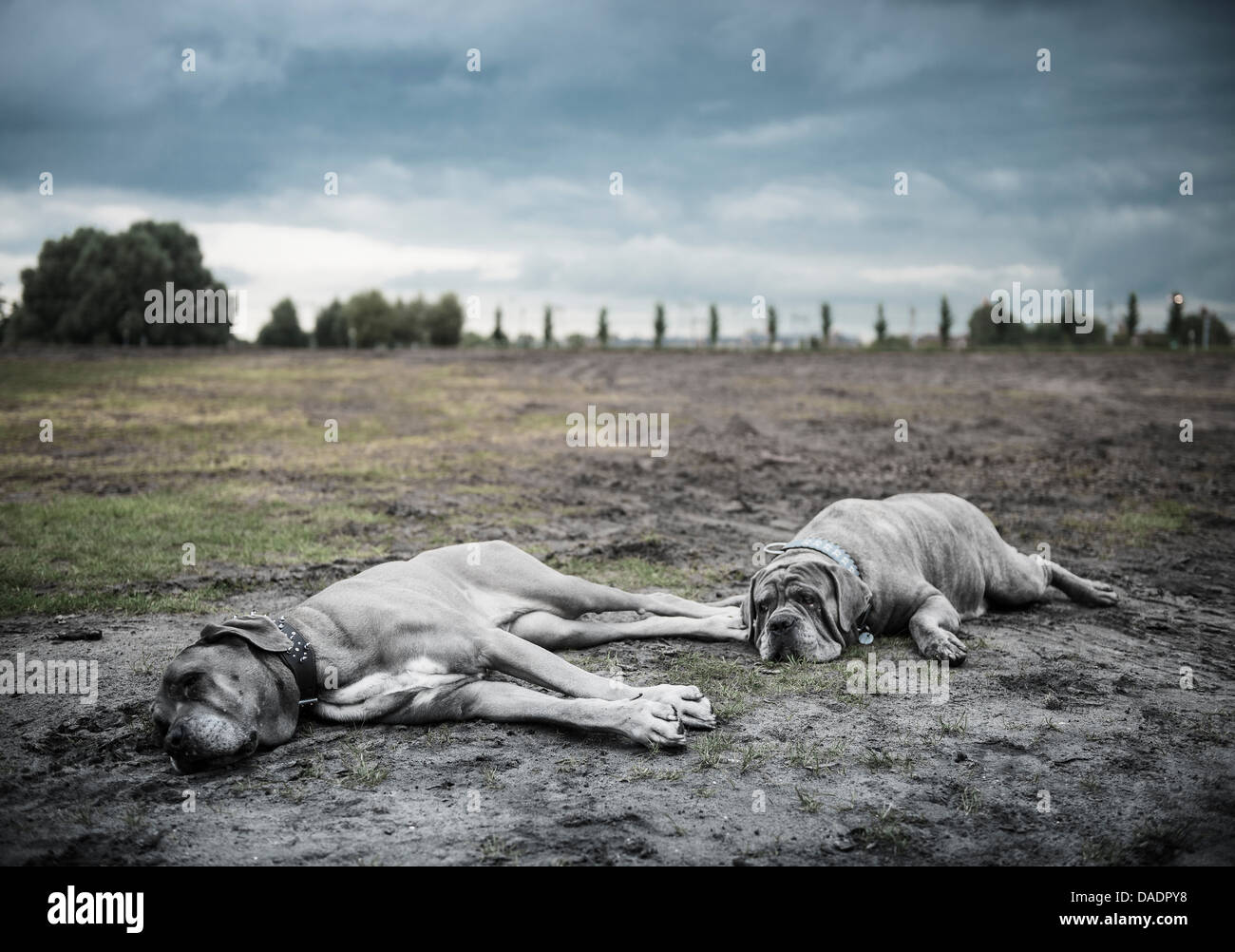 Zwei Grosse Graue Hunde Liegen Auf Einer Brache Stockfotografie Alamy