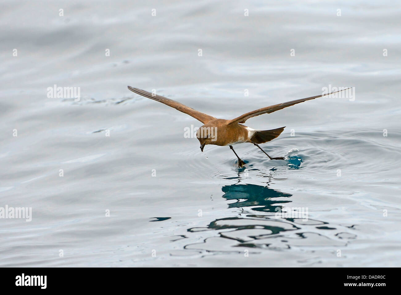GalapagosSturmvogel (Oceanodroma Tethys), fliegen über Wasser