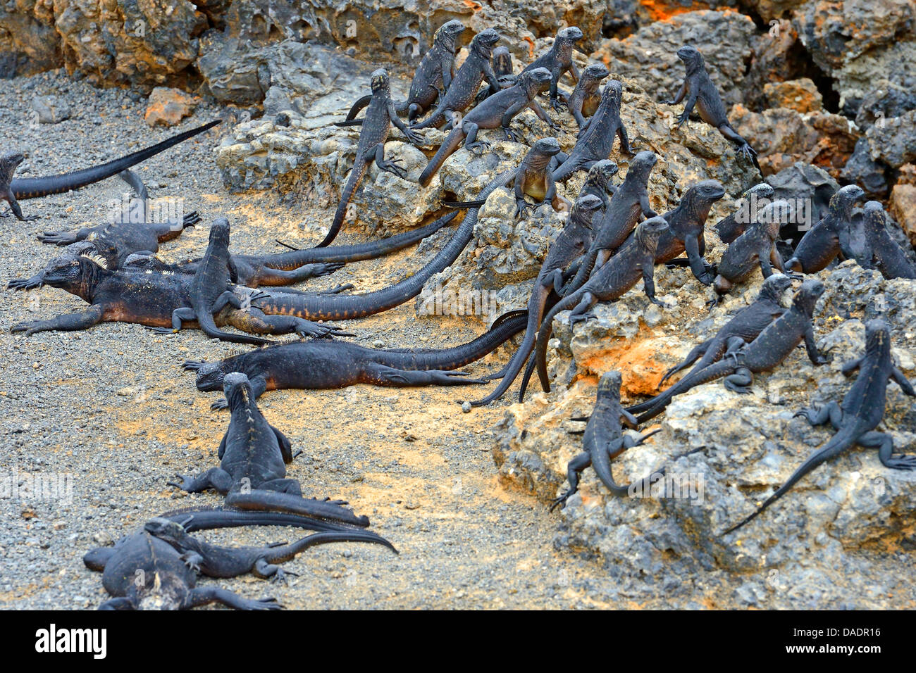 Isabela marine Iguana (Amblyrhynchus Cristatus Albemarlensis, Amblyrhynchus Cristatus SSP. Albemarlensis), Gruppe auf Felsen, Ecuador, Galapagos-Inseln, Isabela, Puerto Villamil Stockfoto