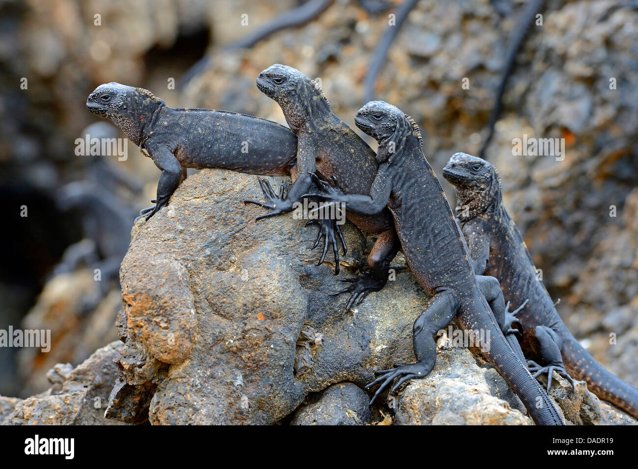 Isabela marine Iguana (Amblyrhynchus Cristatus Albemarlensis, Amblyrhynchus Cristatus SSP. Albemarlensis), Gruppe auf Felsen, Ecuador, Galapagos-Inseln, Isabela, Puerto Villamil Stockfoto