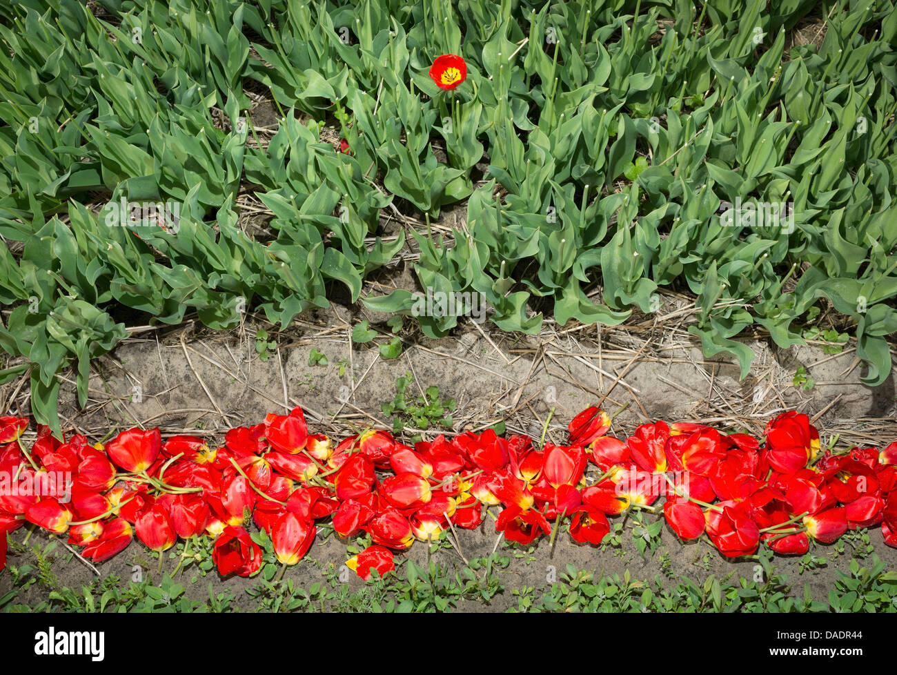 Ausrangierte geschnittene Tulpen, Egmond, Niederlande Stockfoto
