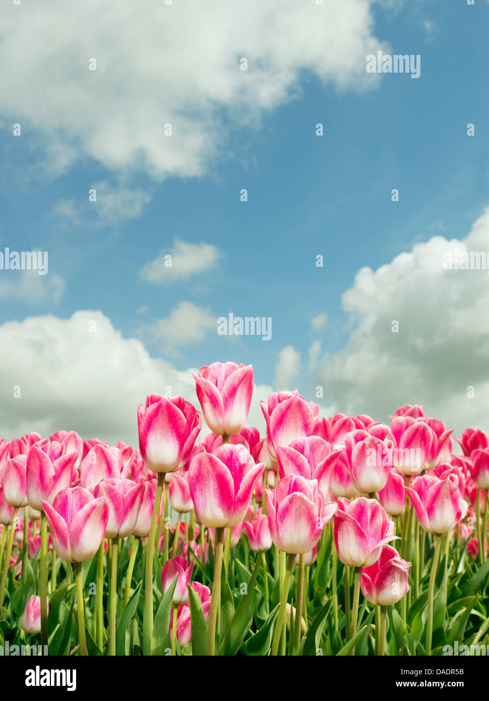 Nahaufnahme von rosa Tulpen im Feld, Egmond, Niederlande Stockfoto